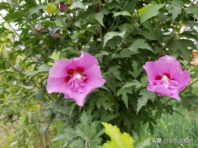 彪悍小农女（彪悍小农女王爷轻轻缠全文免费阅读）