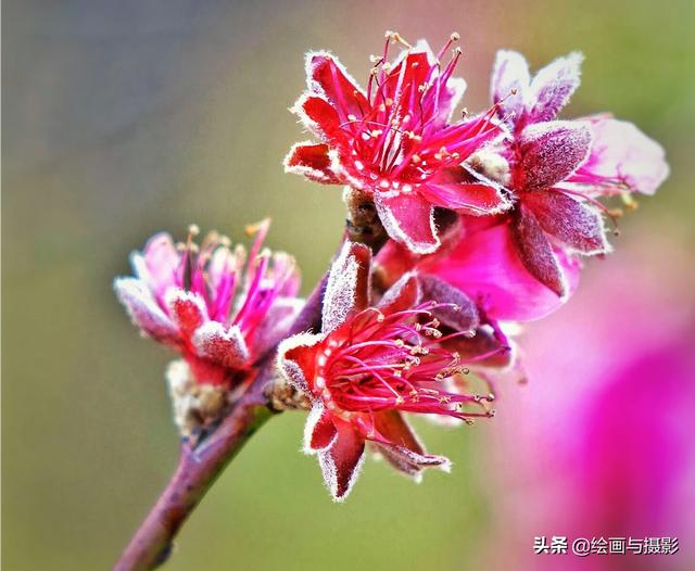 梅花图片（梅花图片手绘黑白）