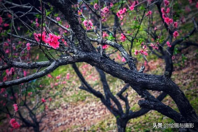 梅花图片（梅花图片手绘黑白）