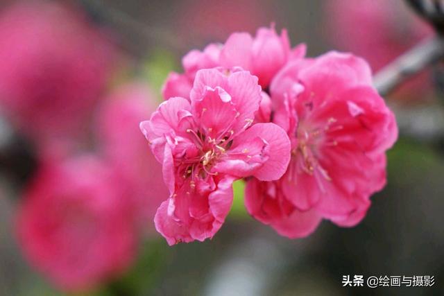 梅花图片（梅花图片手绘黑白）