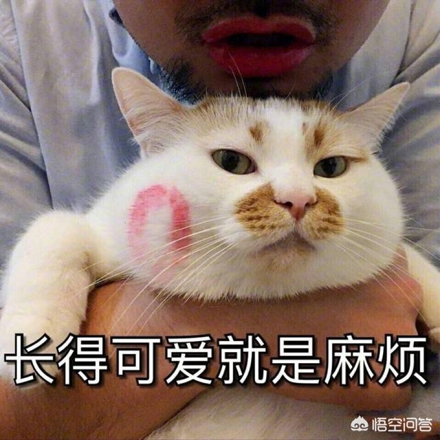 笑死人的笑话（笑死人的笑话视频）