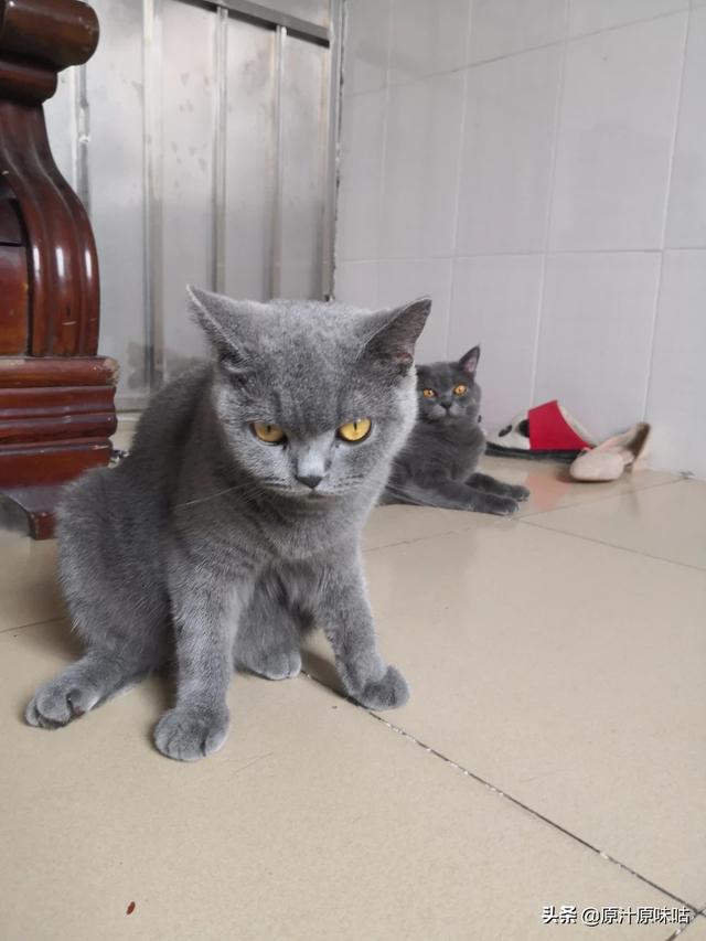 又便宜又好的猫粮排名（比较便宜的猫粮性价比高的）