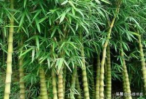 竹子的种类（竹子的种类有哪些）